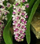 orchid.jpg orchid.jpg